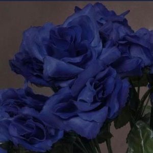 Meet your Posher, Malia